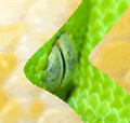 � Bernd Klein, Bodenseo, Eye of the Python